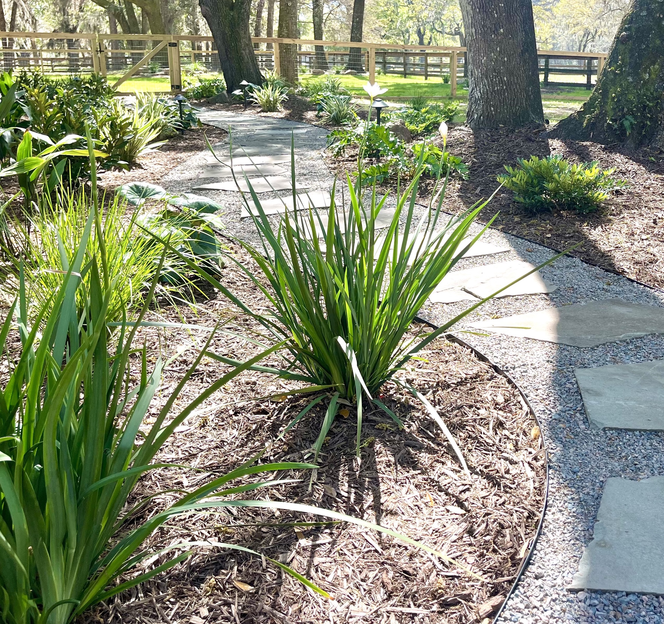 A Dreamer and Her Craftsman landscaping install with flagstone walkway in Charleston South Carolina.